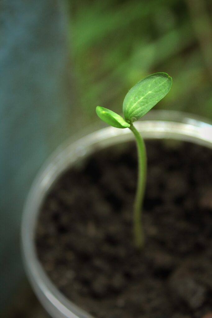 sprouts, plant, nature, seeds, natural, grow, land, shoots, leaf